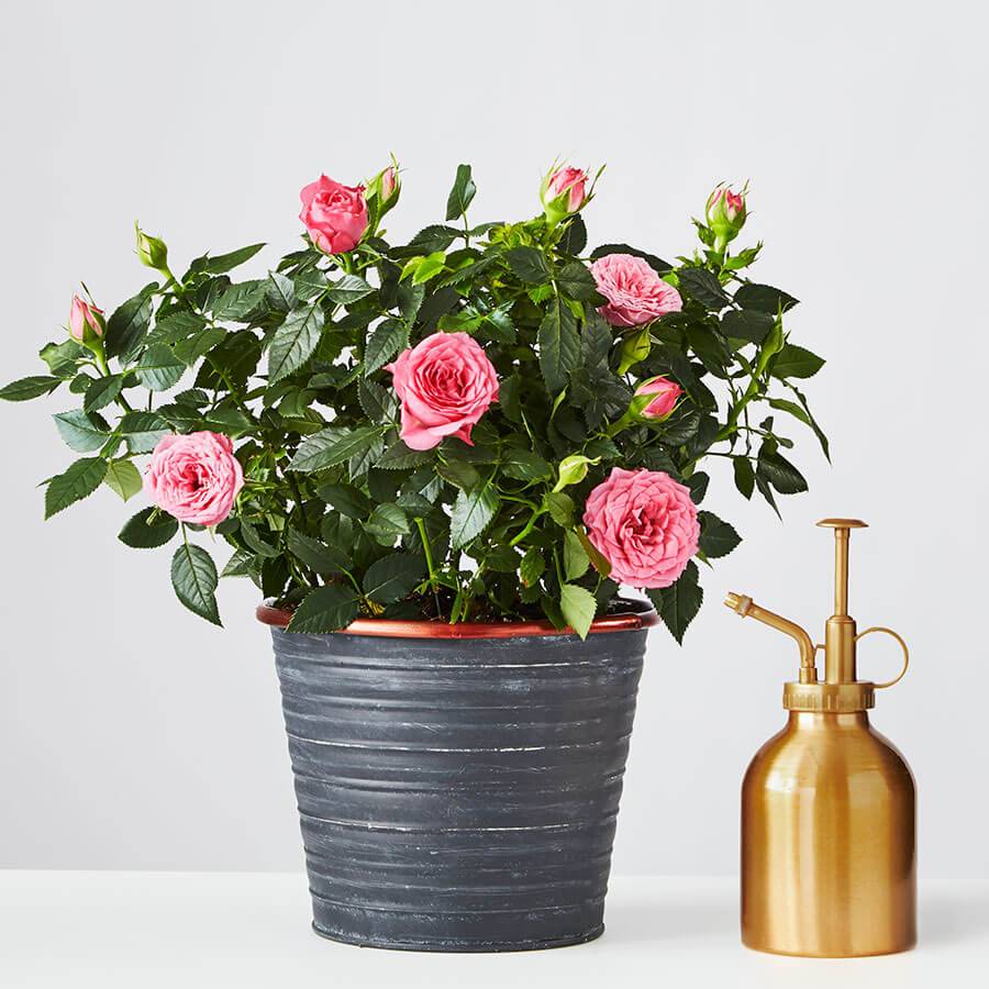 plants.com | Pink Rose Plant